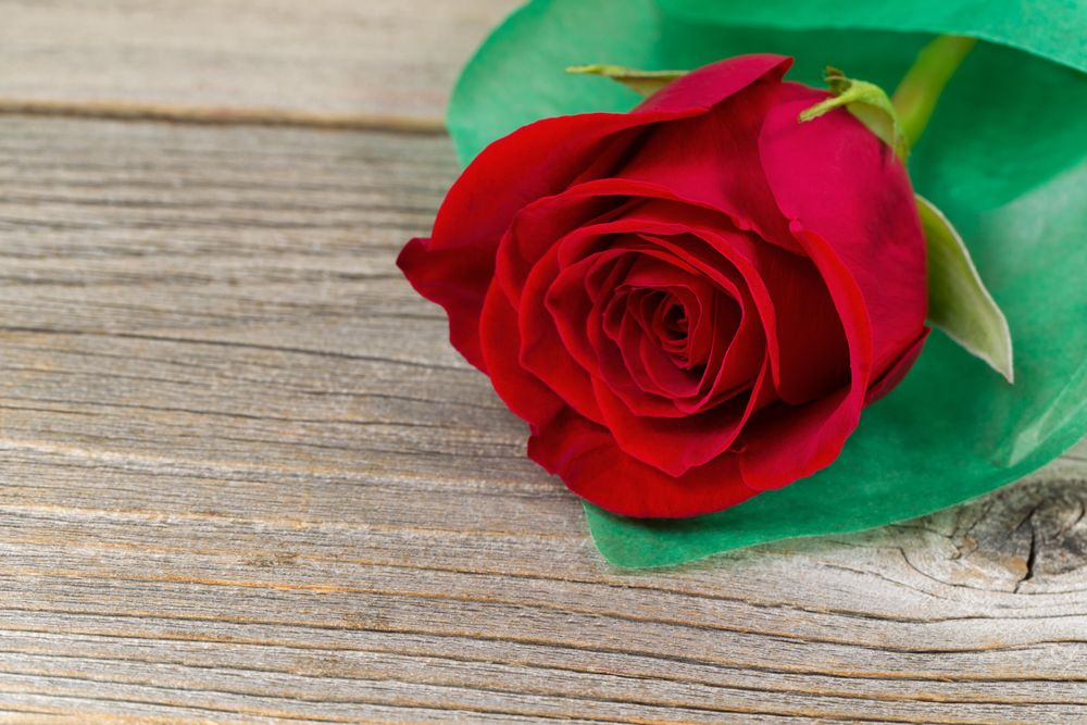 Happy Valentine’s day with single freshly cut red rose on aged wood
