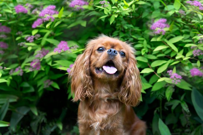 Portrait of cavalier spaniel running in green foliage and flowers