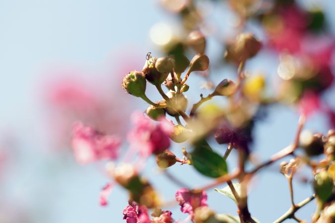 Bright red flowers on green bush in garden