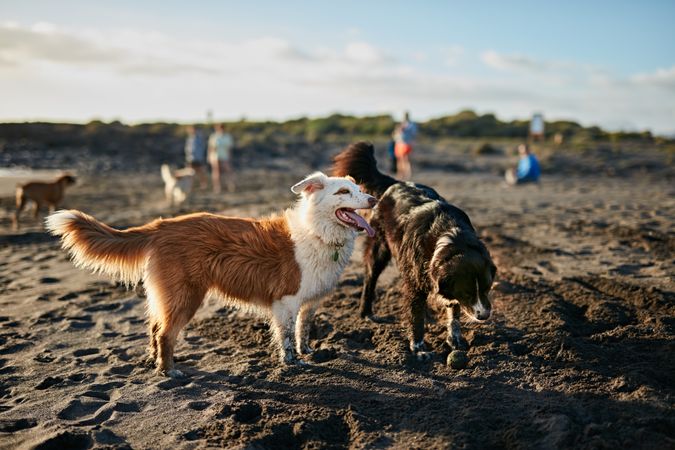 Dogs running near waving sea