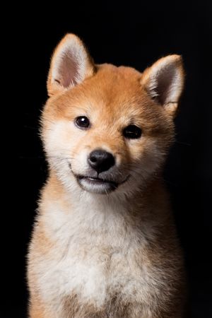 Amazing dog staring at camera