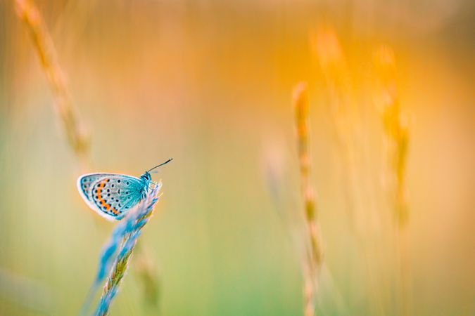 Colorful blue butterfly on long grass