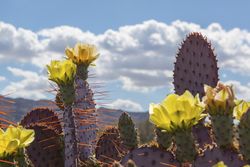 Dollarjoint Prickly Pear
