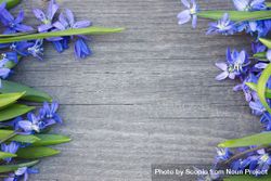 Blue flowers on gray wooden surface 4mGre0