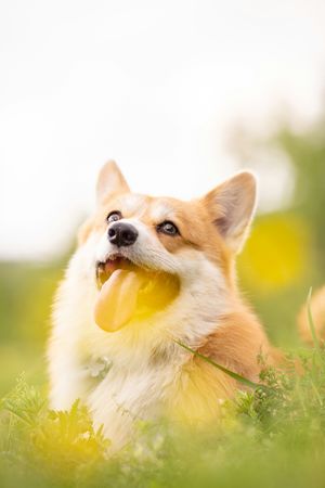 Adorable Short-Haired Pembroke Corgi Portrait