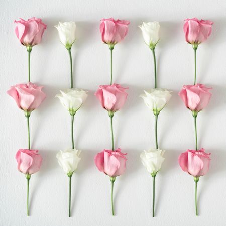 Rows of roses