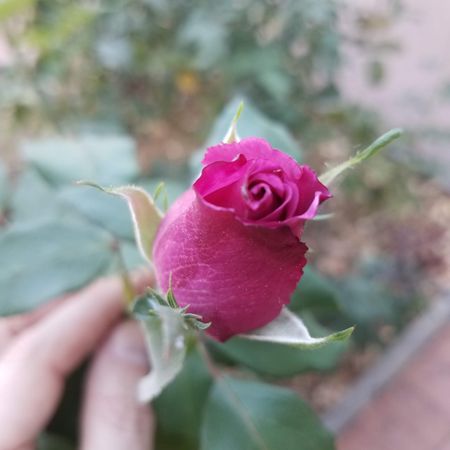 Magenta rose