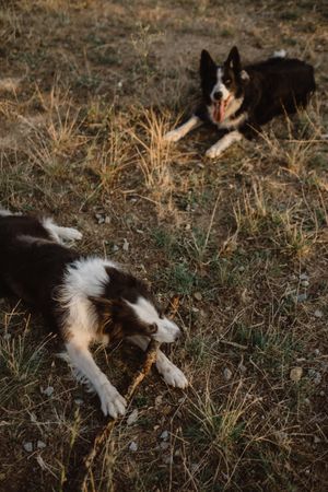 Faceless person having fun with senior Border Collie on road