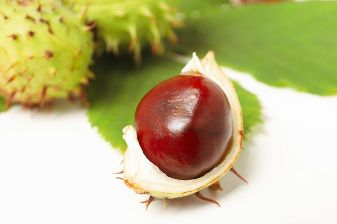 Fresh and ripe chestnuts, close up, Autumn chestnuts