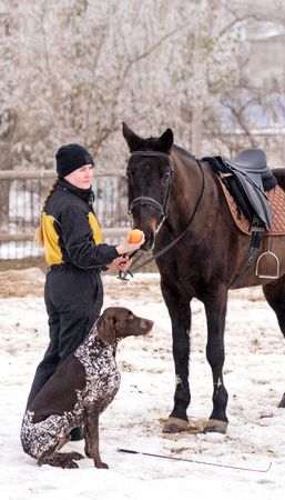 Horse receiving an apple from person with dog watching.