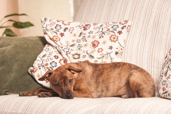 dog lying quietly on the couch
