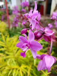 purple orchid flower background
