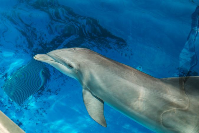 Cute grey dolphin swimming in blue water