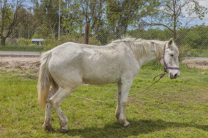 horse on green farm pasture