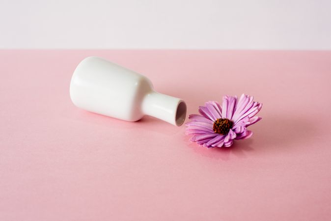 Tipped over violet daisy flowers in a pink and white background