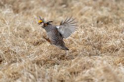 Prairie Chicken at Hamden Slough National Wildlife Refuge in Hamden Township, Minnesota