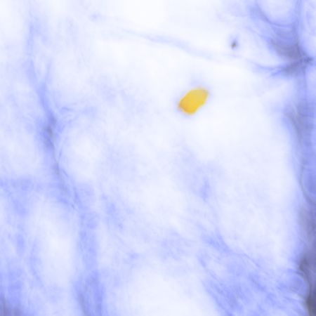 Tender dry leaves in blue light effect