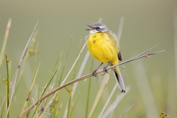 Wild bird on twig between plants