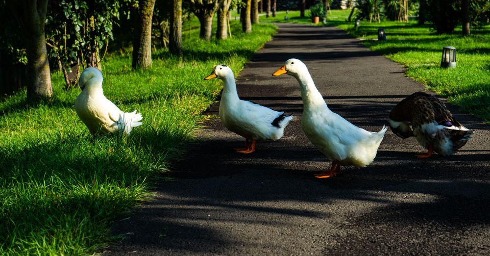 Ducks crossing path in Lopota lake