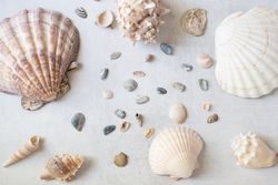 Seashells on a grey backdrop. Flatlay. Beach holiday