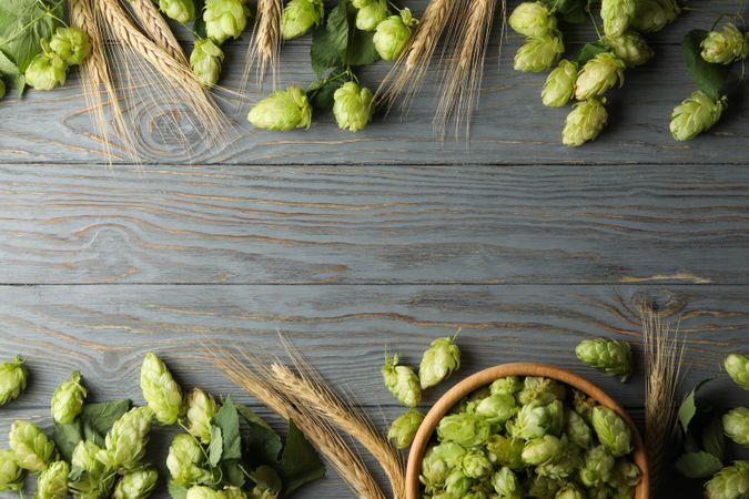Hop and wheat on wooden background, space for text