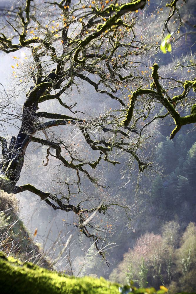 Green branches covered with moss