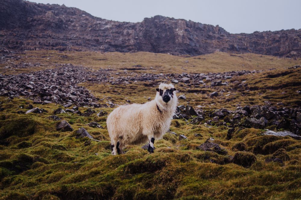 Light sheep near mountains