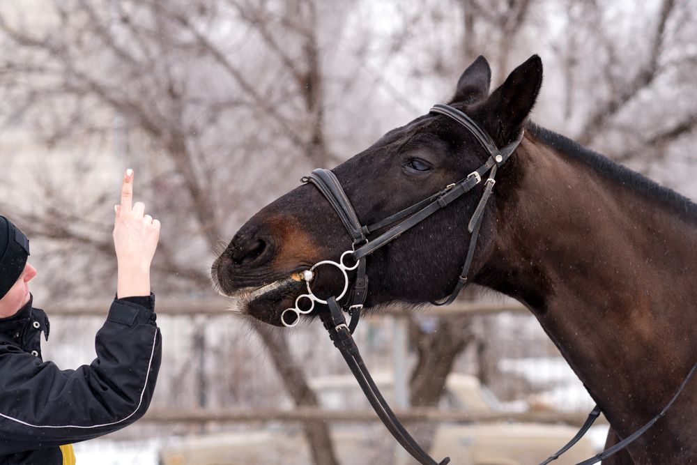 Person and horse communicating with hand gesture.