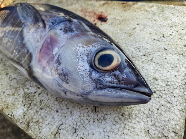 Fresh tuna fish ready to be sold by a fish trader