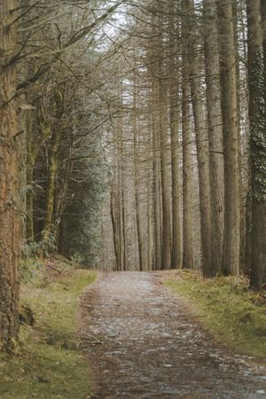 Pathway in spring forest park
