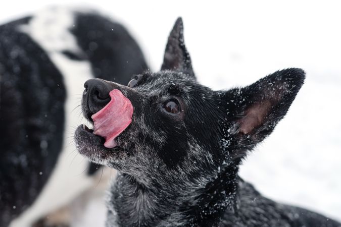 Curious Gaze in the Snow