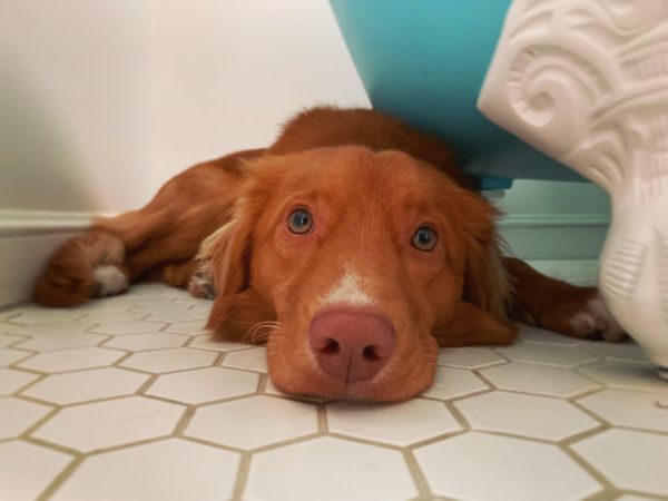 Brown pointing dog on ceramic floor tiles