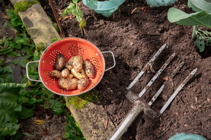 freshly harvested potatoes in garden