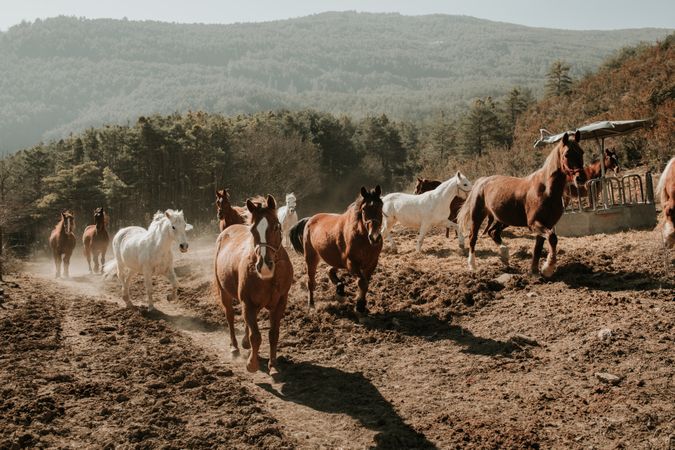 Herd of horses in countryside
