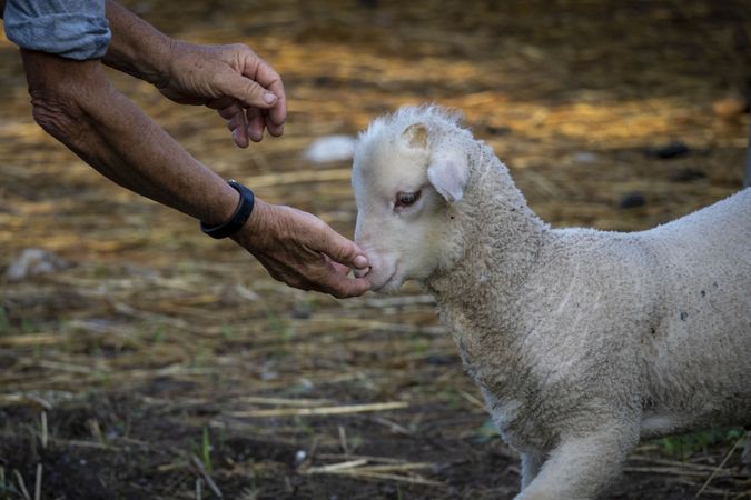Woman putting hand down for a baby lamb to sniff