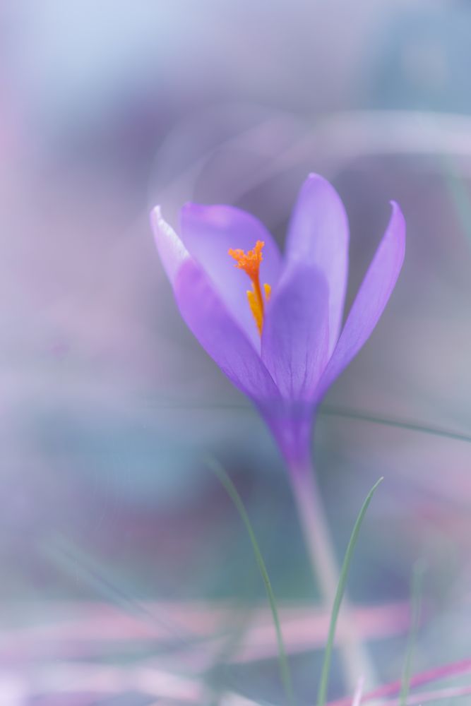Gentle violet flower in closeup
