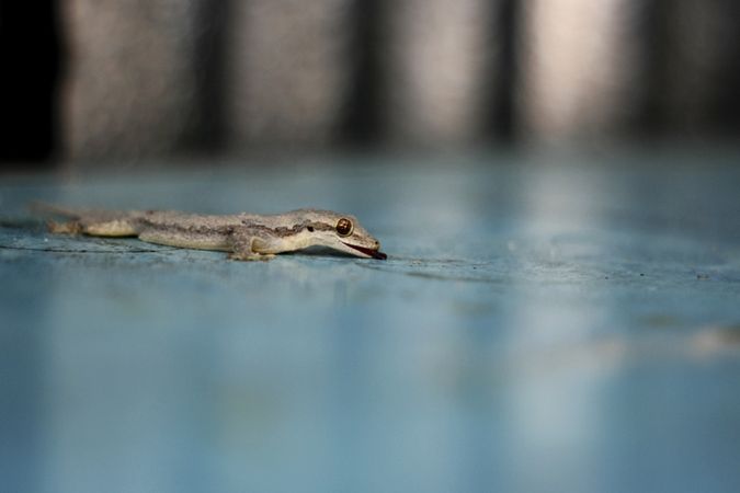 Gecko crawling on blue table