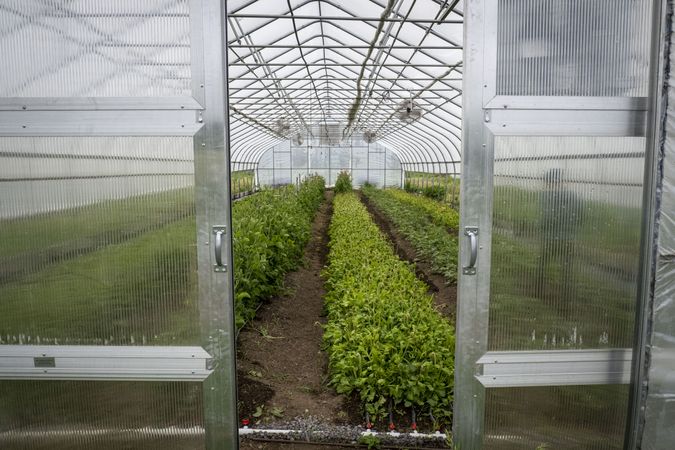 Copake, New York - May 19, 2022: Looking into open doors of green house with rows of lush plants