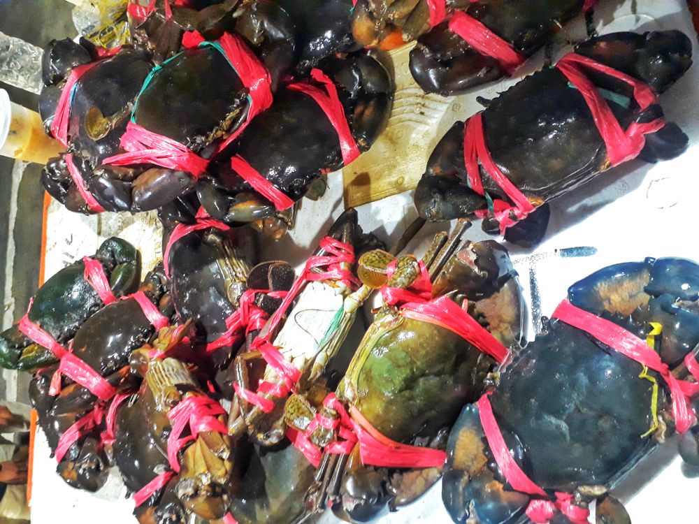 fresh crab