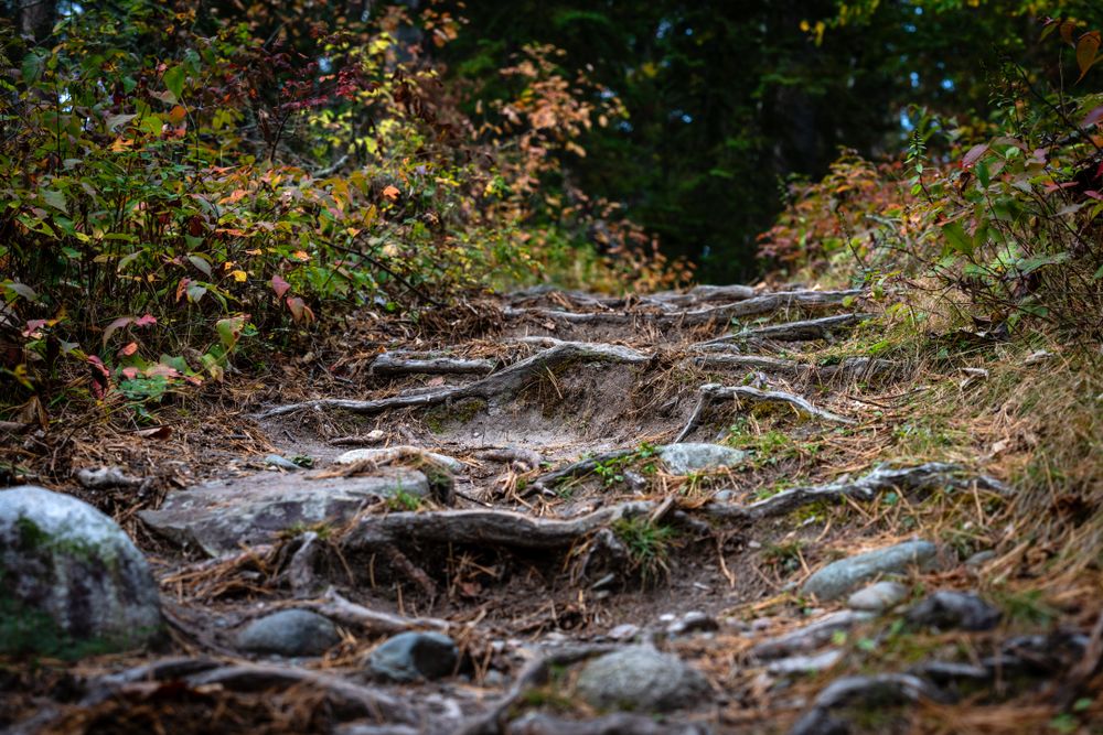 Tree roots creating stairs in forest