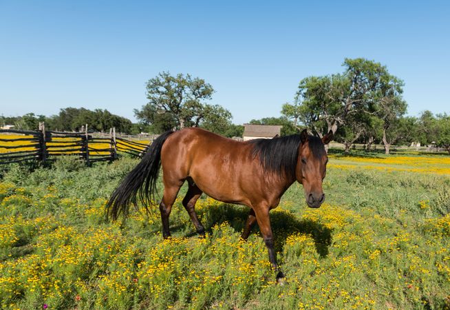 Horse in a meadow in the Lyndon B. Johnson National Historical Park in Johnson City, Texas