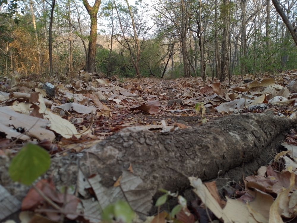 A fallen log lies on a forest path covered in leaves