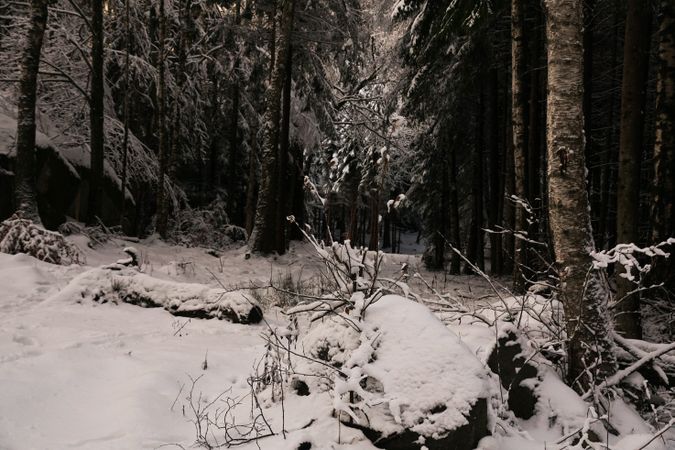 Winter forest with snowy trees