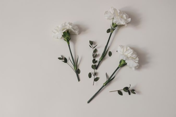 Carnation flowers scattered on table