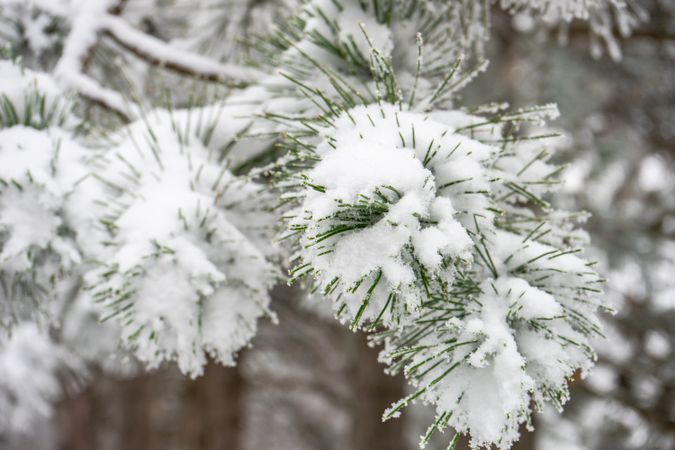 Winter snowy landscape