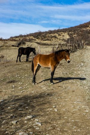 Horse in autumnal field