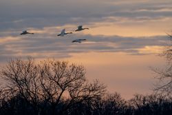 Trumpeter Swans in flight at dusk in McGregor, Minnesota