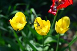 Fly in a yellow tulip