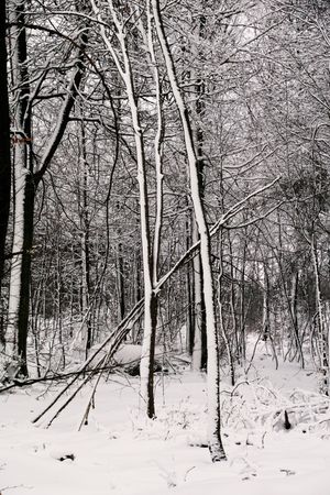 Winter forest with snowy trees