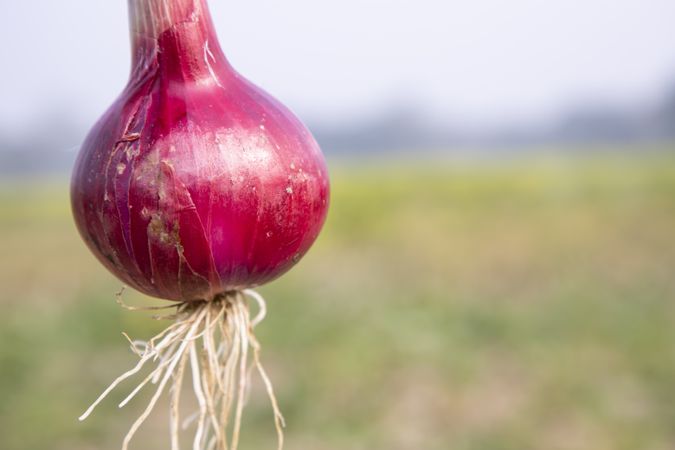 Close up red onion